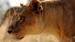 LES LIONS MANGEURS D'HOMME