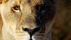 Les lions mangeurs d'homme