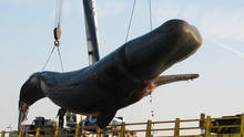 La baleine bombe photo