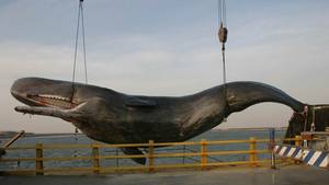LA BALEINE BOMBE