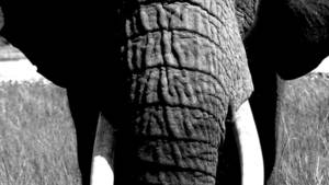 LA VENGEANCE DES ÉLÉPHANTS