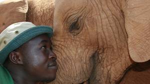 LA VENGEANCE DES ÉLÉPHANTS