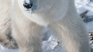 Attaque Arctique photo