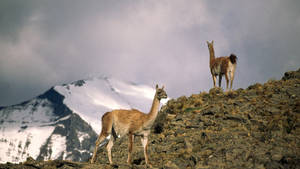 Patagonie, la vie au bout du monde photo