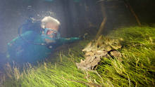 Jean Michel Cousteau photo
