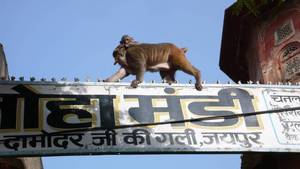 SINGES