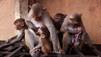 Singes