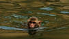 Singes