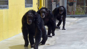 Pet Chimp Attack photo