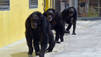 Pet Chimp Attack