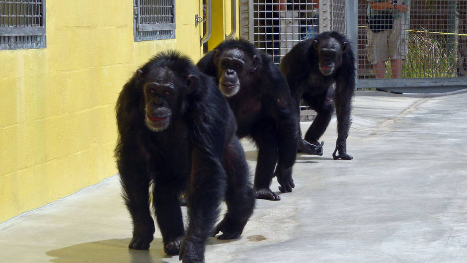 Pet Chimp Attack