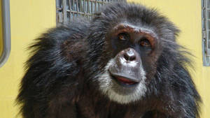 PET CHIMP ATTACK