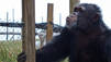 Pet Chimp Attack