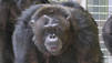 Pet Chimp Attack