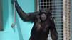 Pet Chimp Attack