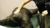 Pet Chimp Attack