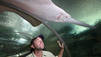 Monster Fish: Pesci Giganti