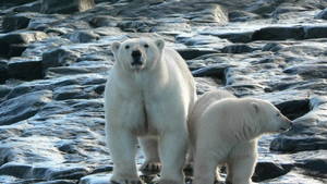 L'ARCTIQUE