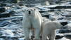 L'Arctique