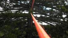 Redwood photo