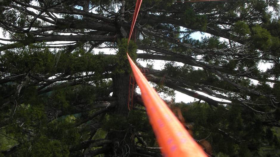 Redwood