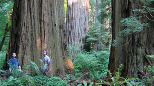 REDWOOD