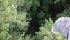Redwood