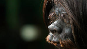 HEADSHRINKERS GALLERY