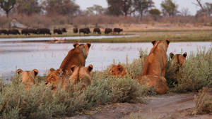 Savuti Channel battleground photo