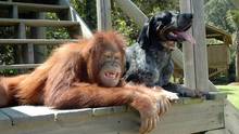 Animal love photo