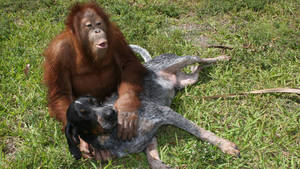 ANIMAL LOVE