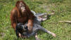 Animal love