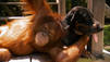 Animal love