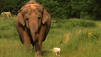 Animal love