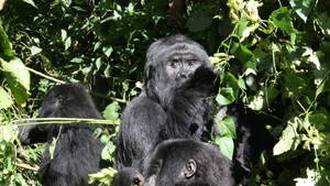 Das Gorilla-Massaker Foto
