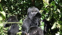 Das Gorilla-Massaker Foto