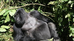 DAS GORILLA-MASSAKER