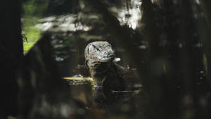 BORNEO