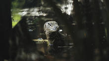 Borneo Foto