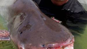 Auf der Suche nach dem Monsterfisch Foto