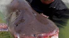 Auf der Suche nach dem Monsterfisch Foto