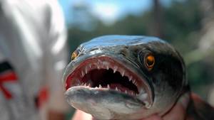 Fishzilla – Die Invasion des Schlangenkopffisches Foto