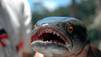 Fishzilla – Die Invasion des Schlangenkopffisches