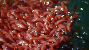 FISHZILLA – DIE INVASION DES SCHLANGENKOPFFISCHES