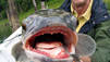 Fishzilla – Die Invasion des Schlangenkopffisches