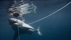 Les hommes-requins