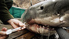 Les hommes-requins