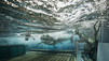 Les hommes-requins