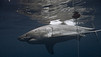 Les hommes-requins