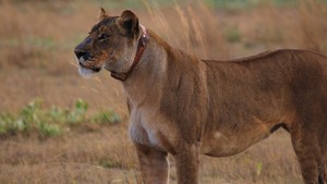 KRALİÇE ASLAN